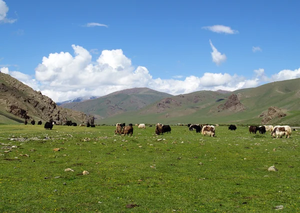 Um rebanho de pastoreio Yak — Fotografia de Stock