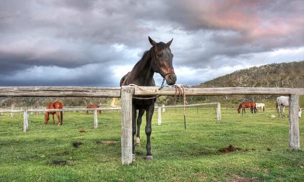 Australian Horse — Stock Photo, Image
