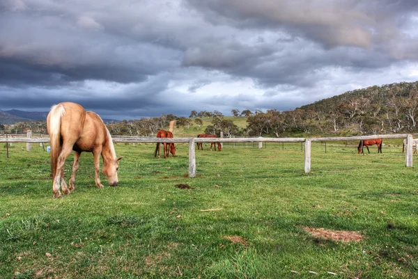 澳大利亚的马 — 图库照片