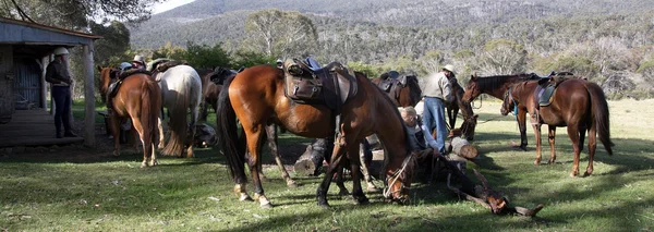 Grupp av horseriders — Stockfoto