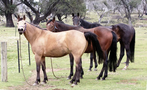 Australijski konia — Zdjęcie stockowe