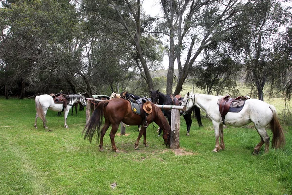Australisches Pferd — Stockfoto