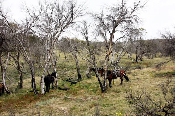 Австралийская лошадь — стоковое фото