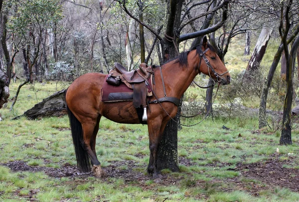 Australský kůň — Stock fotografie