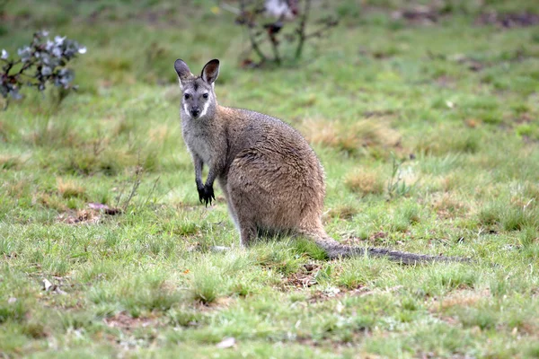 Australian Wallaby y joey — Foto de Stock
