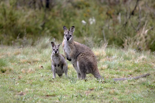 オーストラリア産のワラビーとジョーイ — ストック写真