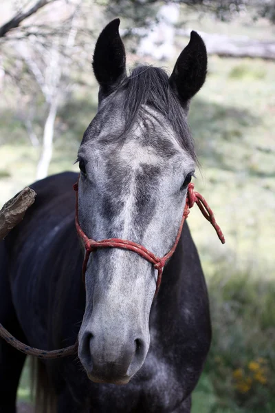 Cavalo australiano — Fotografia de Stock