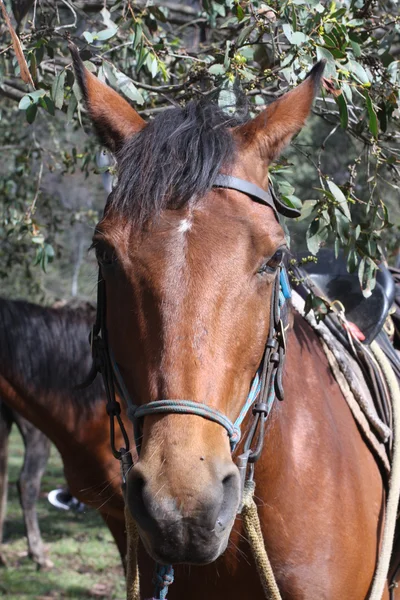 Australian Horse — Stock Photo, Image
