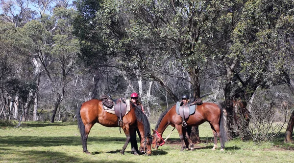 Cavallo australiano — Foto Stock