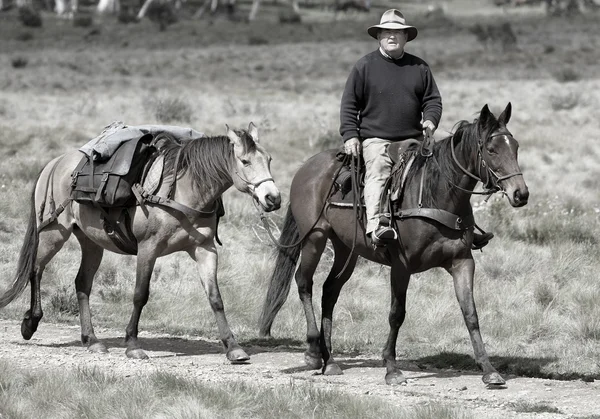 Ryttare och häst — Stockfoto