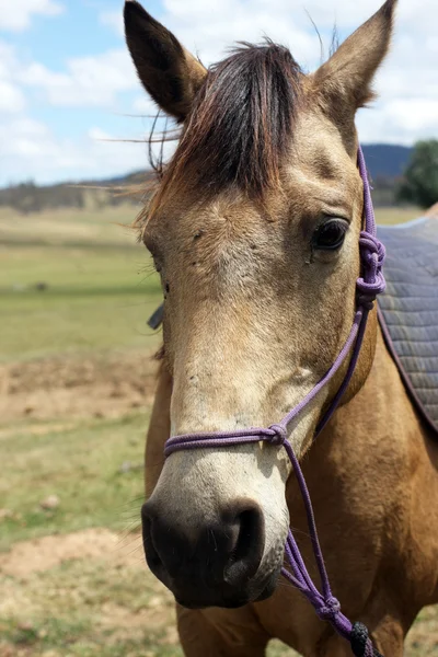 Австралийская лошадь — стоковое фото