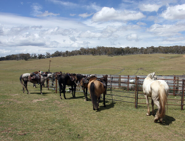 Австралийская лошадь
