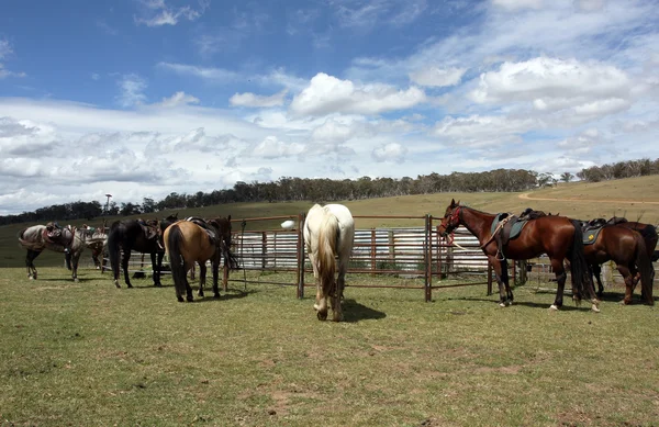 Australische paard — Stockfoto