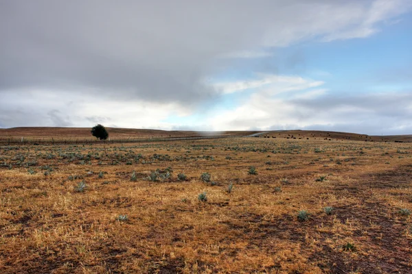 Arazi kapılmış kuraklık — Stok fotoğraf