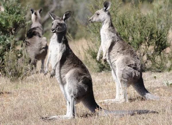 Australský klokan šedá — Stock fotografie