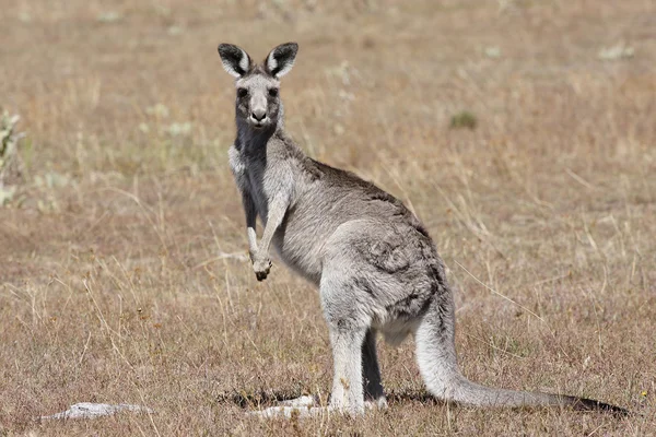 オーストラリアの灰色のカンガルー — ストック写真
