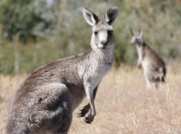 Kangourou gris australien — Photo