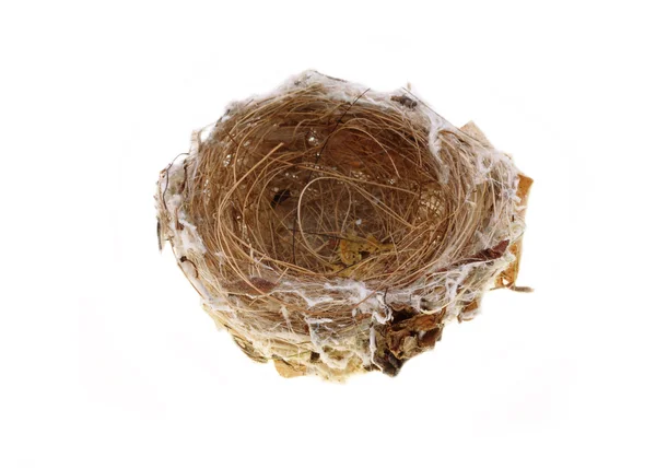 Empty birds nest — Stock Photo, Image