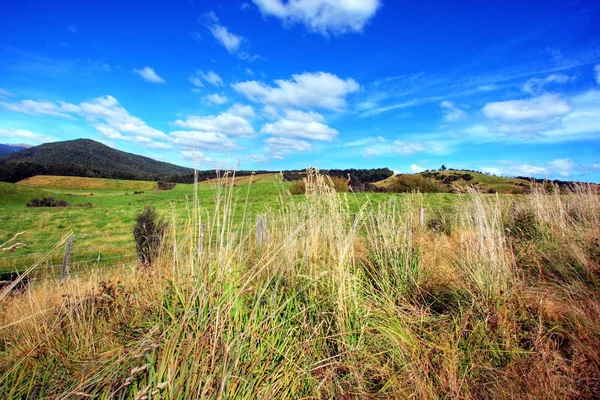 Fondo de pradera cubierta de hierba — Foto de Stock