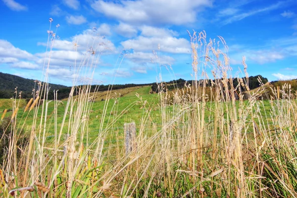 草が茂った草原の背景 — ストック写真