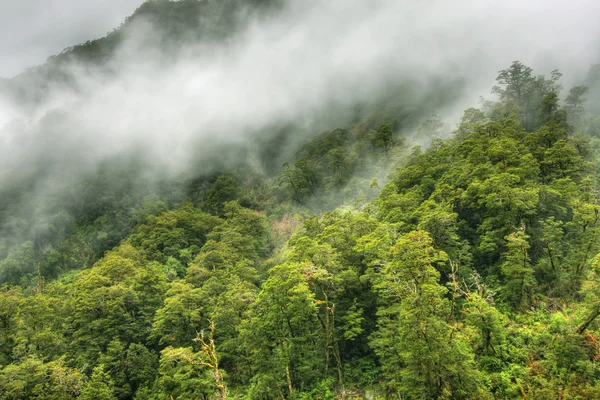 Regenwaldlandschaft — Stockfoto