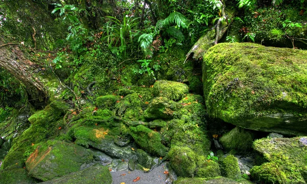 Rainforest krajobraz — Zdjęcie stockowe