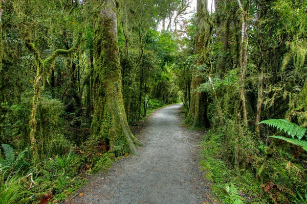 Regenwoud landschap — Stockfoto