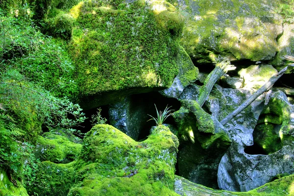 Zelený deštný prales pozadí — Stock fotografie