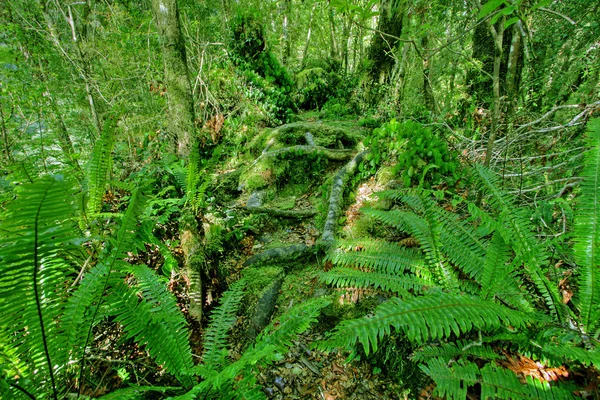 Yeşil yağmur ormanlarının arka plan — Stok fotoğraf