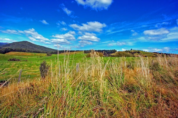 Fundo prado gramado — Fotografia de Stock