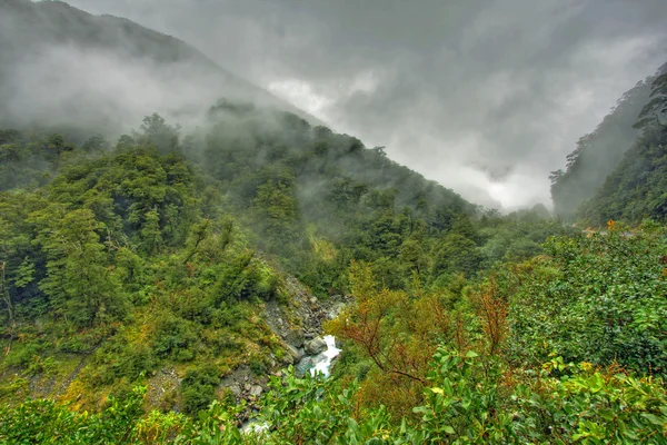 Bosque tropical paisaje — Foto de Stock