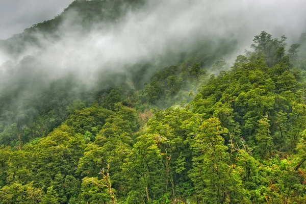 Bosque tropical paisaje — Foto de Stock