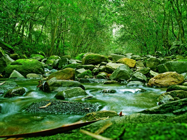 Floresta verde e rio — Fotografia de Stock