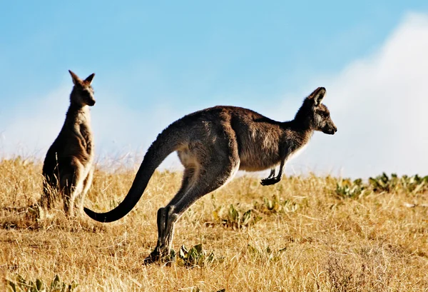 Ausztrál kenguru, szabad barangolás a vadonban bokor — Stock Fotó