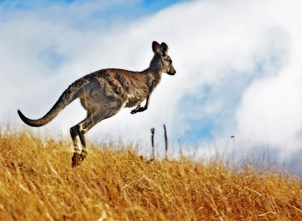 Australský klokan, roaming zdarma v outback bush — Stock fotografie