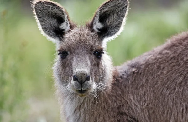 Ausztrál kenguru, szabad barangolás a vadonban bokor — Stock Fotó