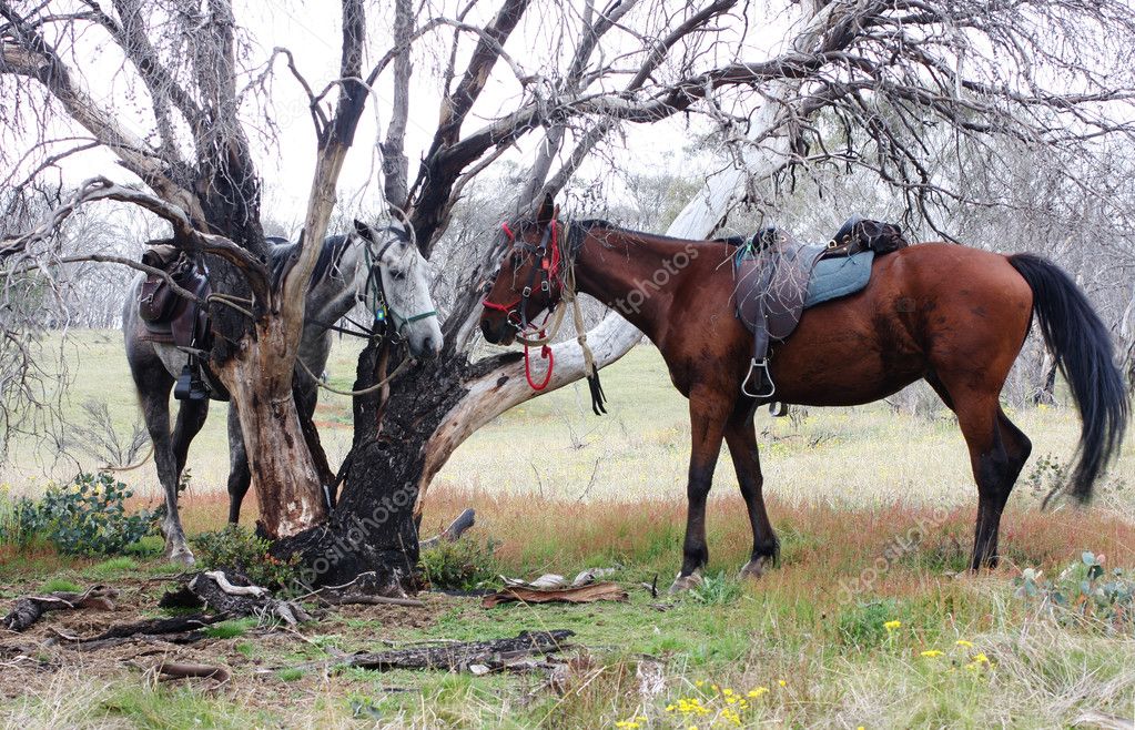 Australian Horse in the Bush ⬇ Stock Photo, Image by © cmeder 3361428