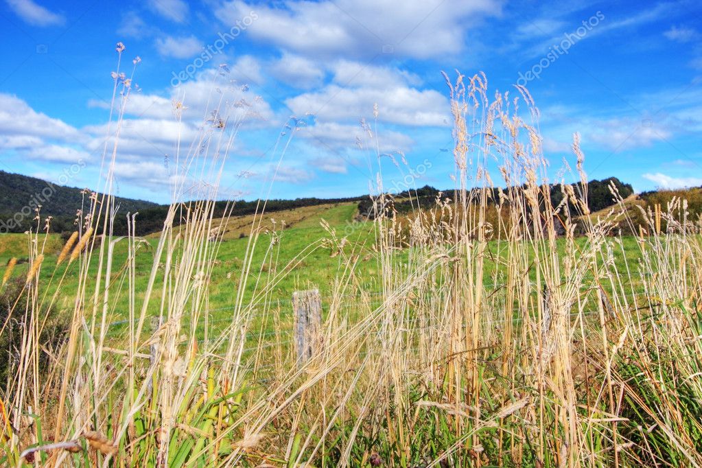 Grassy Meadow Background at Getadleyblog Blog