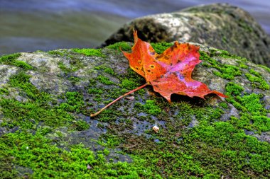 Orange maple leaf clipart