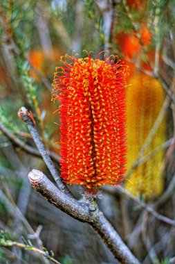 Banksia