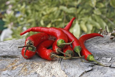 Red Hot Chilli Biberleri