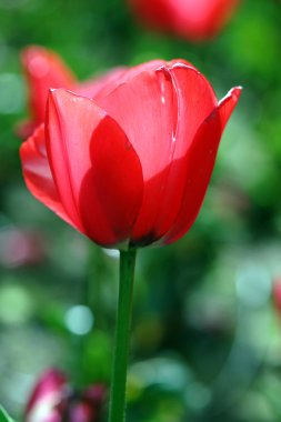 Closeup of a tulip