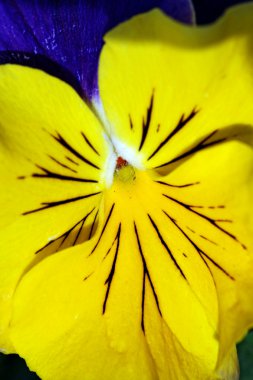 Closeup of a tulip