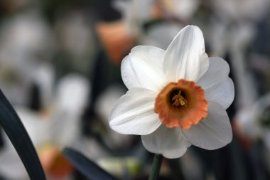 Closeup of a tulip