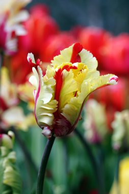 Closeup of a tulip