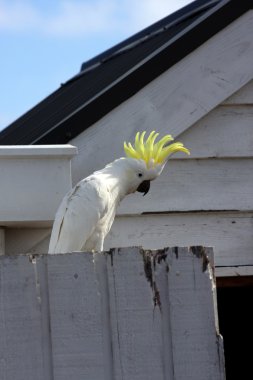 kakadu