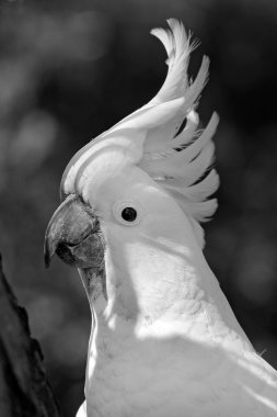 Cockatoo clipart