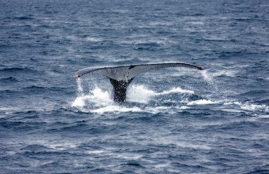 Humpback whale clipart