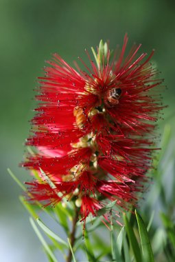 Avustralya bottlebrush