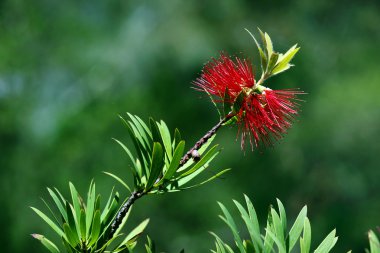 Avustralya bottlebrush